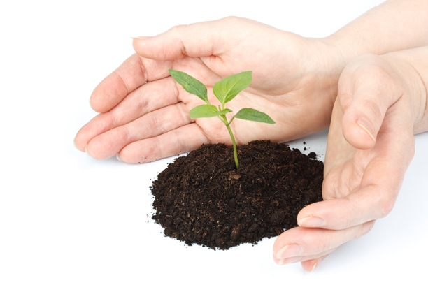 hands surrounding a small plant in nurturing way